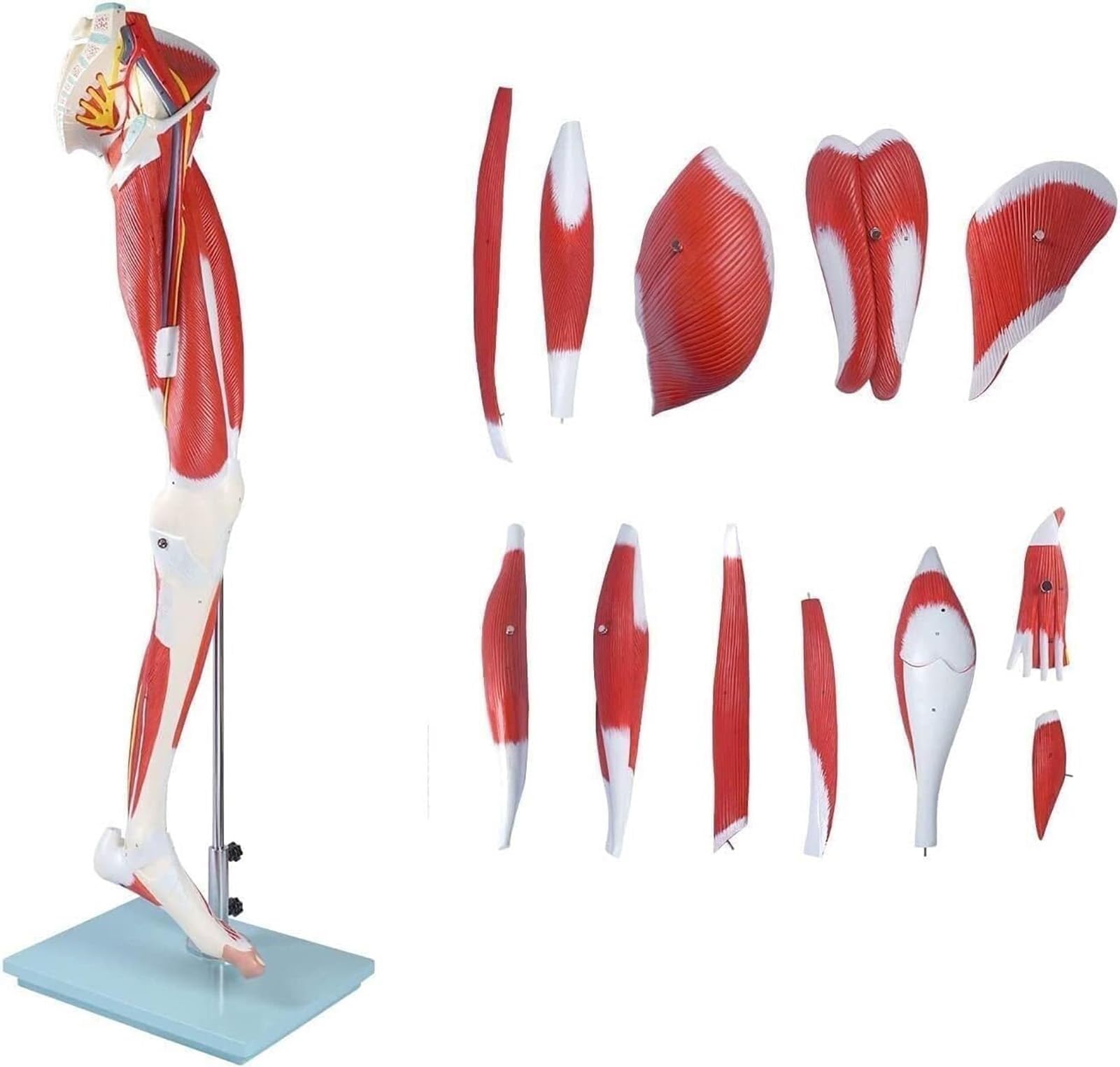 YNIYUJKL Human Leg Muscle Model - Life Size Left Leg Anatomy With 13 Removable Parts, Anatomical Location Identification For Study And Teaching