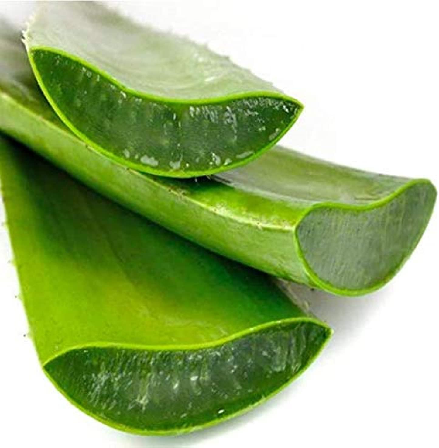 Rasayan Aloe Vera Leaves Organic Fresh Cut For Hairs and Face, Make Juice