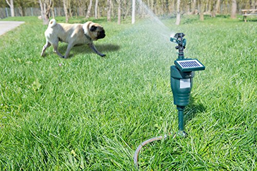 Royal Gardineer Katzenabwehr: 2er Pack Solar-Wasserstrahl-Tierschreck mit PIR-Bewegungsmelder (Wasserstrahl Tiervertreiber, Tierschreck Wasser, Hund)