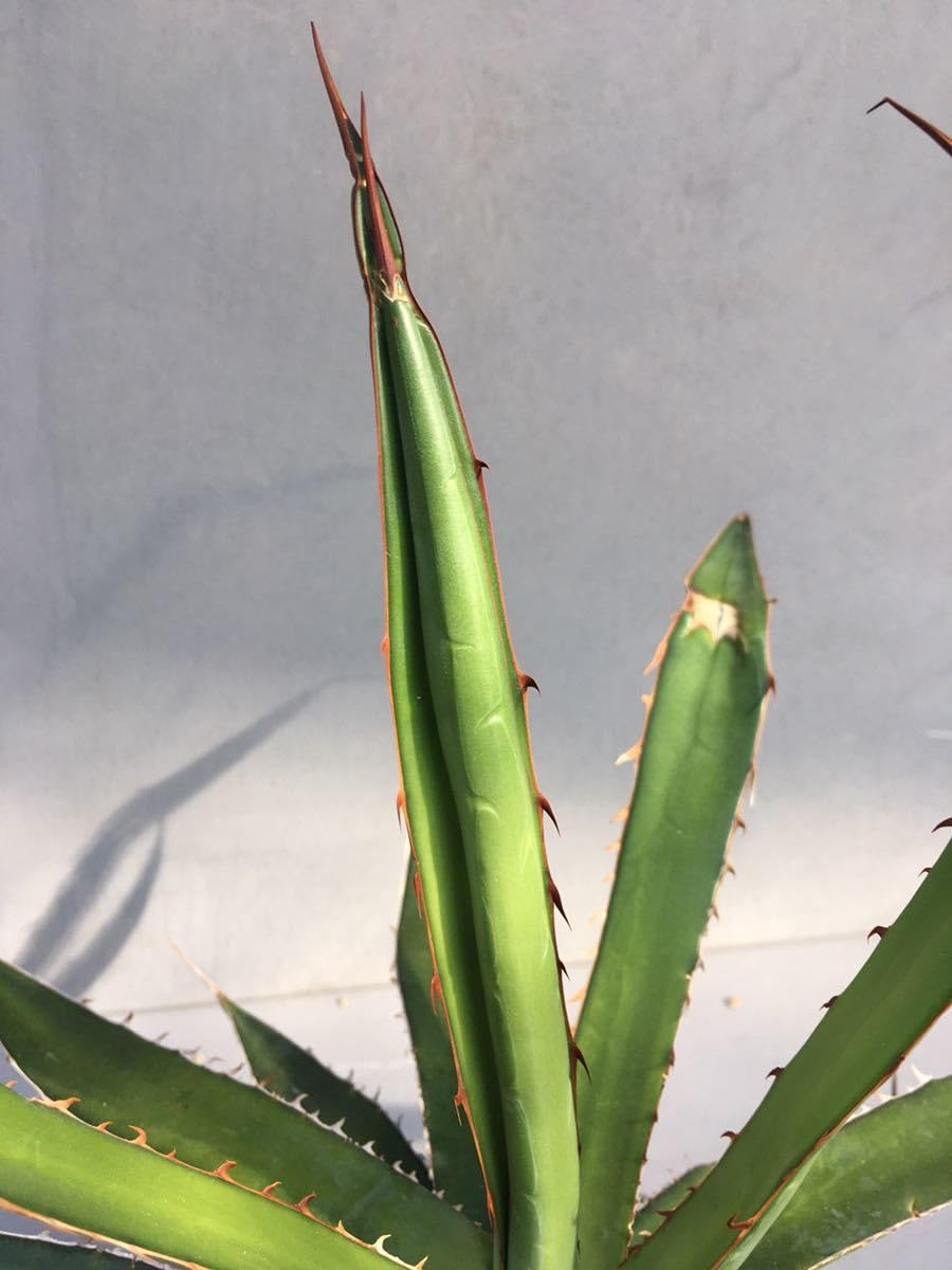 Amazon.co.jp: アガベ ホリダ ペロテンシス Agave horrida ssp
