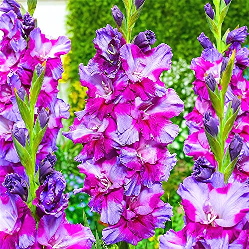 Gladiolo Bulbi Magici Piante Balcone Piante Splendido Giardino Sorpresa Regalo Rizoma-4 Lampadine, B