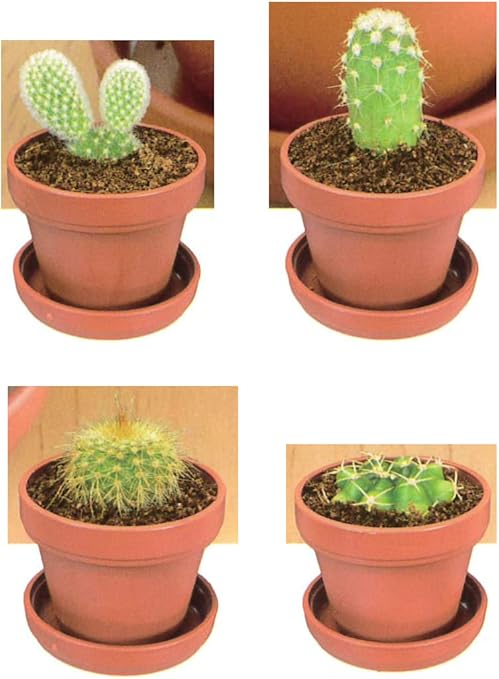 Amazon Co Jp 育てるサボテン 全4種セット ガチャガチャ Diy 工具 ガーデン Amazon Co Jp 育てるサボテン 全4種セット ガチャガチャ Diy 工具 ガーデン