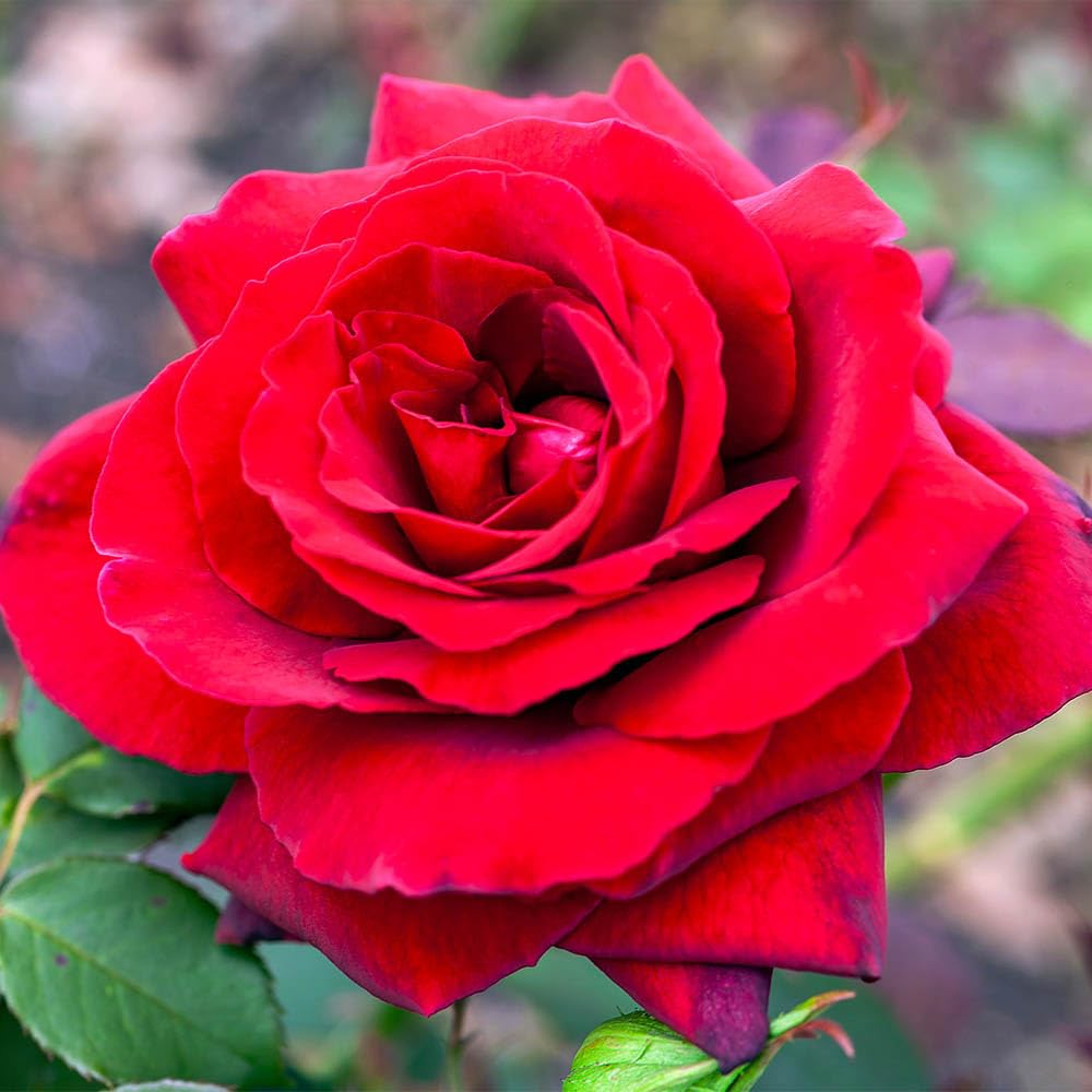 Yougarden Red Rose 'Royal William', Established Plant In 4 Litre Pot, Ready To Plant, For Pots, Beds, And Borders