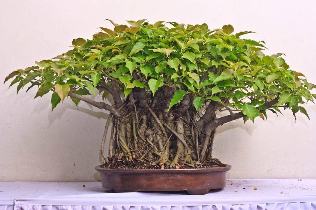 BeGrin Peepal Live Bonsai Plant Ficus religiosa Pupil Holy Fig Tree Peepul Sacred Fig Ahot Pippol Asbattha Piplo Aswattha Pipal Asvatthamara Arayal Pippalam Pimpala Pippala Bodhivriksha 20 yrs Old (B0D5RRKTFF) Amazon Price History, Amazon Price Tracker