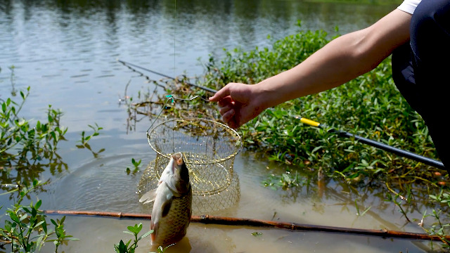 UCandy Paniers à poissons en fil d'acier galvanisé, panier de pêche portable pour poissons en plein air, paniers à poissons pliables, seau à méné (doré, taille M, 33 x 56 cm