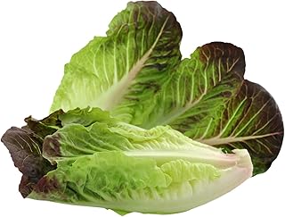 Romaine Lettuce - Red Romaine - 1000+ Organic Seeds - All Year Round