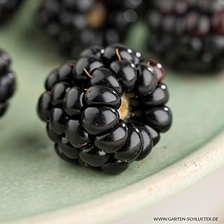 Zwerg-Brombeere 'Little Black Prince' - dornenloser Strauch, für Kübel geeignet, winterhart, im 2 Liter Topf product image