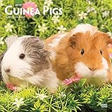 Guinea Pigs 2019 12 x 12 Inch Monthly Square Wall Calendar, Domestic Animals Small Pets