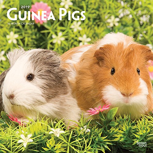 Guinea Pigs 2019 12 x 12 Inch Monthly Square Wall Calendar, Domestic Animals Small Pets