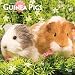 Guinea Pigs 2019 12 x 12 Inch Monthly Square Wall Calendar, Domestic Animals Small Pets