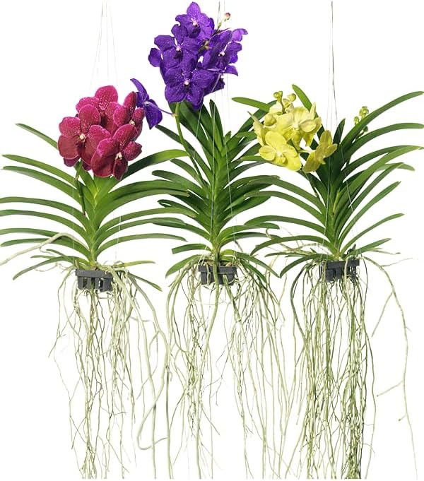 Multicoloured Orchid Plant, Assorted Varieties (pack of 4 with pot) A_3