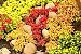 Garden Innovations SG1000 10-Inch by 10-Foot Roll Out Flowers, Shady Garden