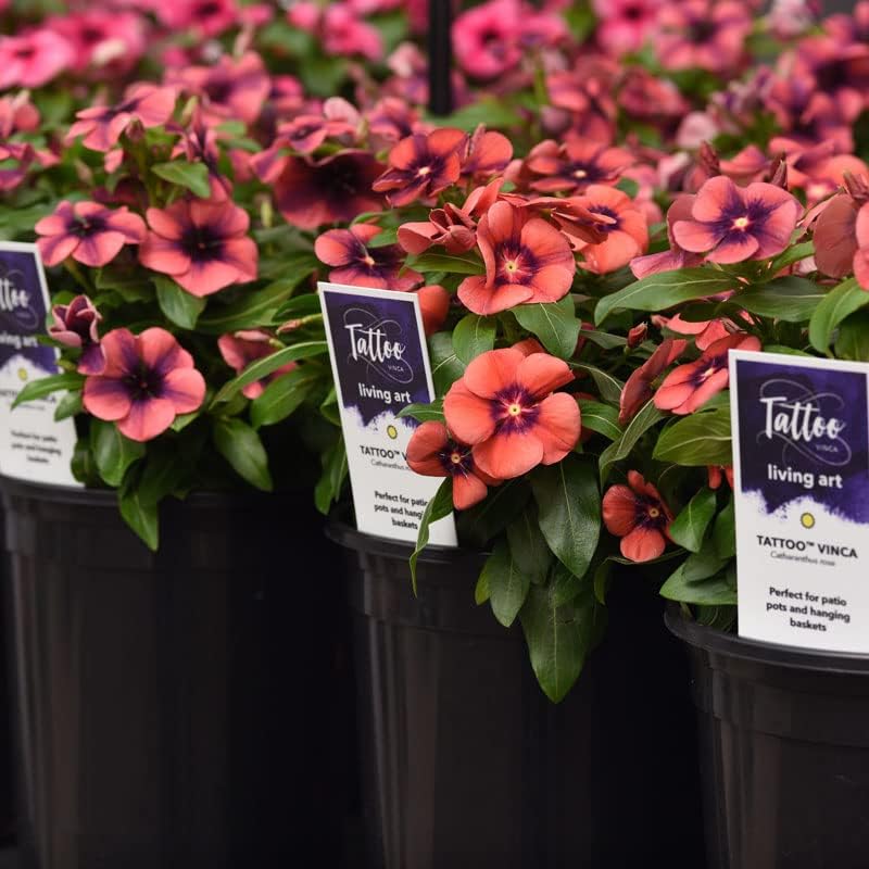 Miniatura 2 de Semillas de Vinca - Semillas de Papaya Tatuaje - SIN TRATAR - 25 Semillas