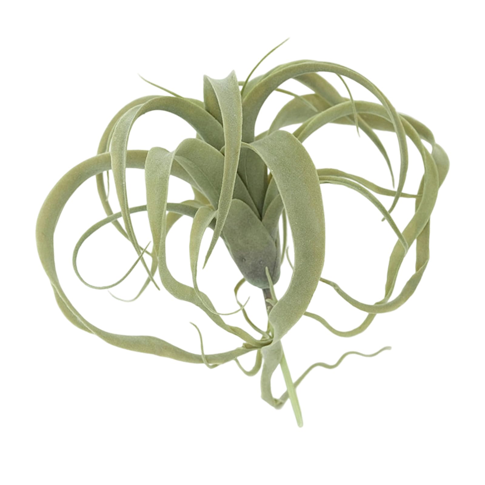 Tsophreniq Tillandsia Succulents Plant Decorative Artificial Plant for Indoor Offices Home Modern Rural Interior Landscape Artificial Air for Home Desk Decors