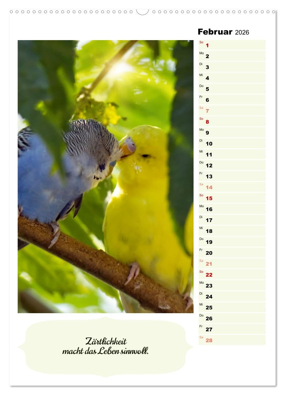 Niedliche Wellensittiche (hochwertiger Premium Wandkalender 2026 DIN A2 hoch), Kunstdruck in Hochglanz: Verspielt, fröhlich, friedlich und genügsam (CALVENDO Tiere)