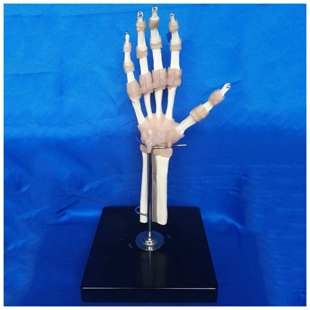 Sjdopulse Hand Joint Skeleton Mode L- Human Anatomical Hand Joint Model With Flexible Artificial Ligaments - For Study Display Teaching Medical Model,Lab Supplies