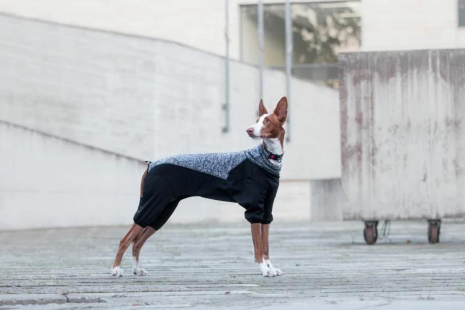 Rukka Ropa para perros y cachorros - Subrima Knit Dogs Warm Overall Forest 55