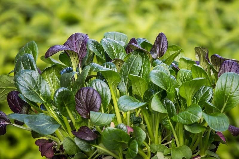 Image of Palak seeds desi (250 seeds)