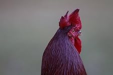 Review Image by Gabe Gabe