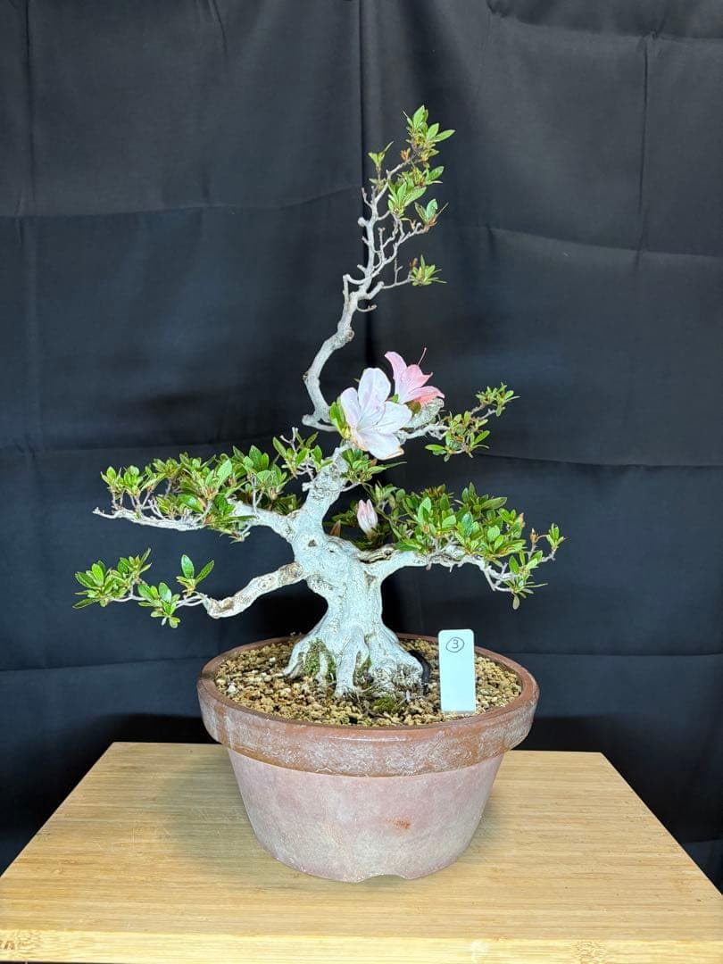 皐月 盆栽 品種:茜　樹高41cm Amazon.co.jp: 皐月 盆栽 品種 茜 樹高41cm : DIY・工具・ガーデン