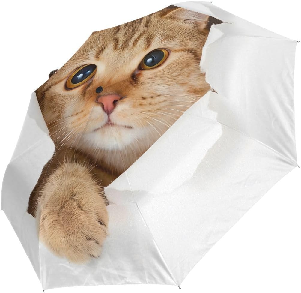 Bolaz Black Compact Travel Umbrella Maine Coon Cat Auto Open Close Umbrella Windproof Anti-UV
