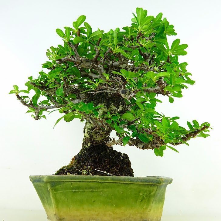 ◎人気盆栽 中品 ☆五葉松 葉性良好《神 ジン》 ◎人気盆栽・中品