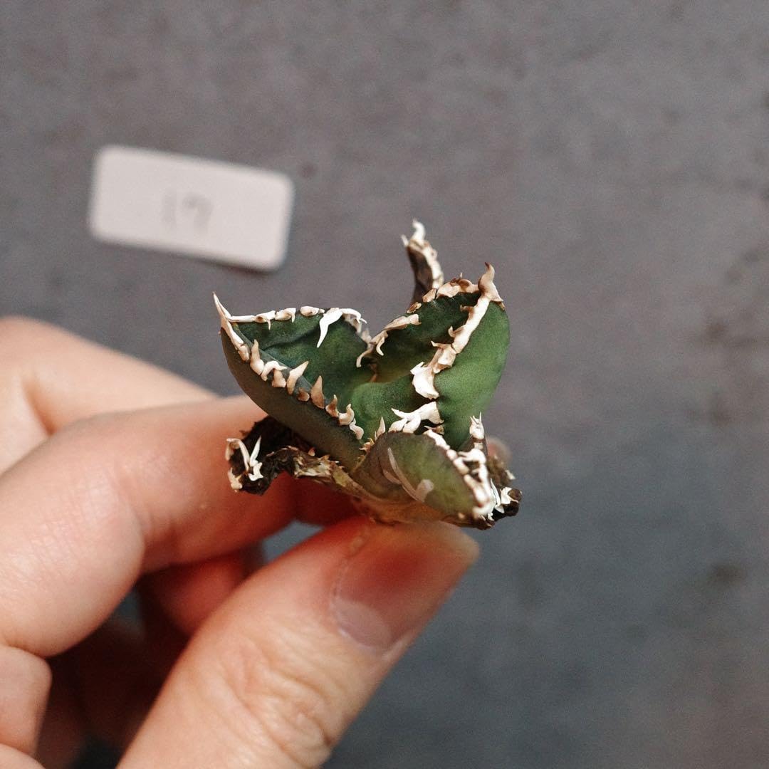 Amazon.co.jp: アガベ チタノタ オテロイ 包心龍 コンパクト OC株 17