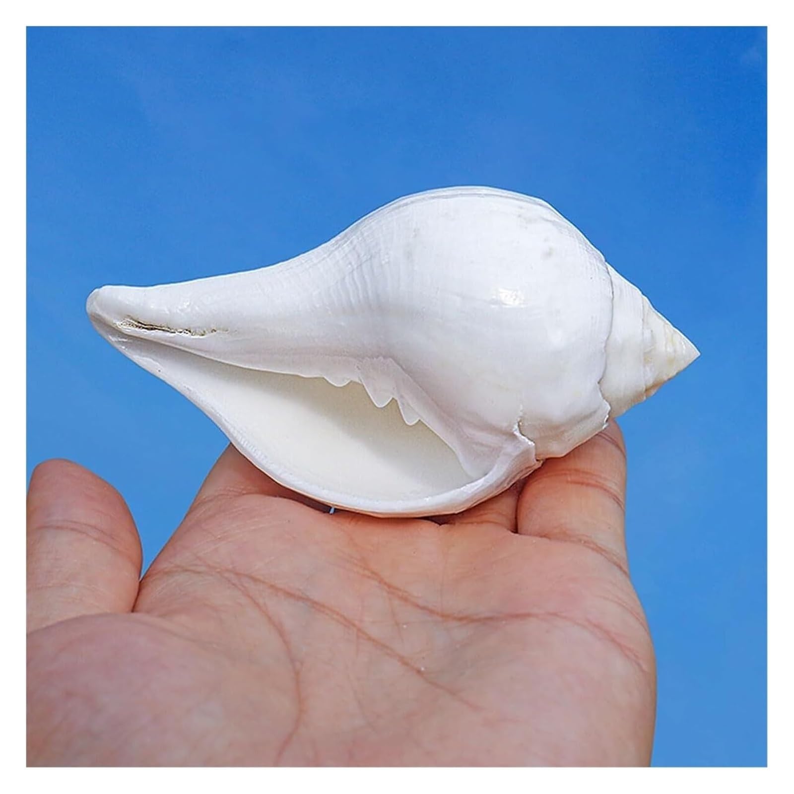Grandi Conchiglie Marine, Conchiglia Naturale, Decorazioni for Acquario, Conchiglie Bianche Naturali 9~12 cm for Decorazioni Fai da Te(9~10cm)