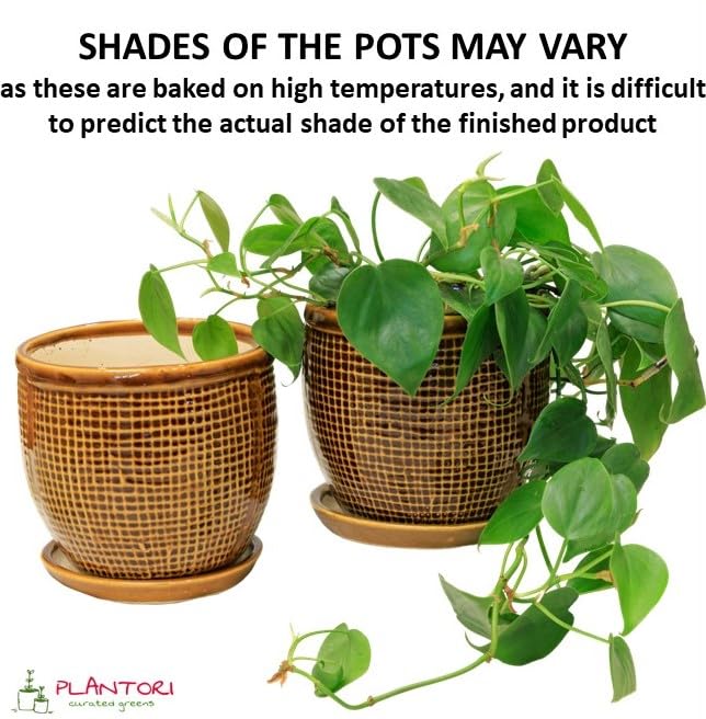Image of Plant Pot with Tray /Plate for Small Plants, Bonsai, Succulents, Cactus | Planter for Living Room (Brown, 1 Flower Pot Ceramic)(5 inches Pot for Home Decoration)