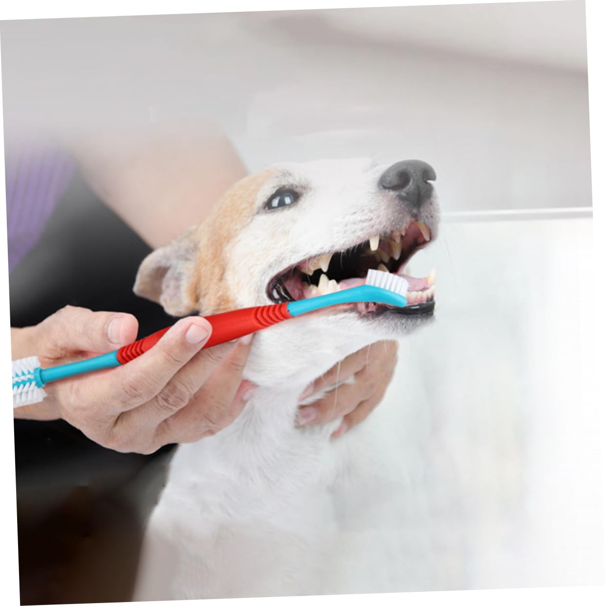 YARNOW 12pièces Brossettes à Dents Manuelles Pour Chiens Et Outils De Soins Dentaires Pour Animaux De Compagnie Nettoyage Plaque Débris Pratique Pour Petits Animaux