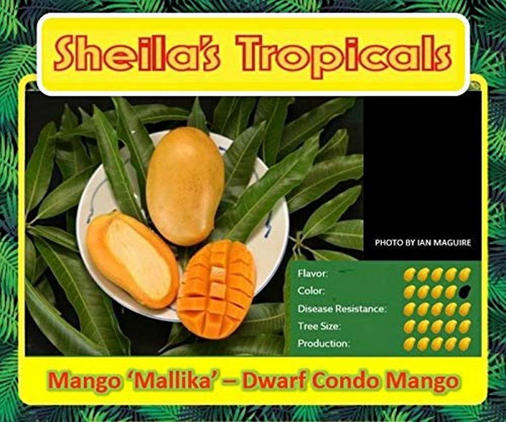 See full amazon price history chart for OhhSome Live Plants Mango Mallika Exotic Fruit (1 Healthy Live Fruit Plant) OhhSome Live Plants Mango Mallika Exotic Fruit (1 Healthy Live Fruit Plant) (B09N97D9FN) Amazon Price History, Amazon Price Tracker