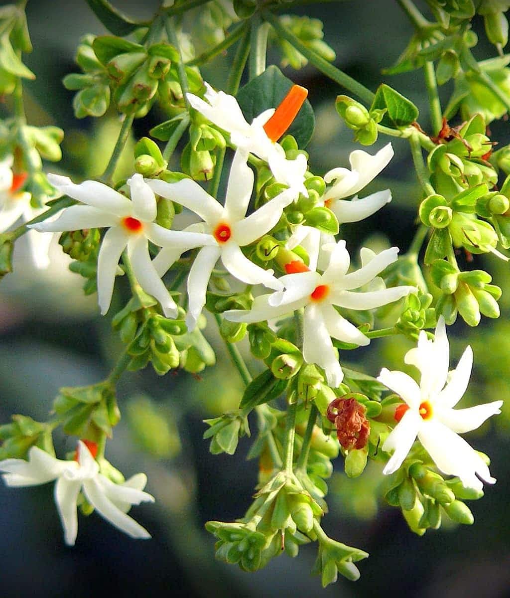 PlantaZee Earth and Plants Nursery Night-Flowering Jasmine/Nyctanthes Arbor-Tristis/Parijat/Gangaseuli/Har-Shringaar/Coral Jasmine/Pavizhamalli Medicinal Fragrant Flowering 1 Healthy Live Lucky Plant (B0969WWS84) Amazon Price History, Amazon Price Tracker