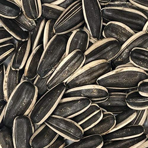 Sunflower Seeds(Big) for Gray Parrot,Indian Parrot, Macaw,Cockatoo and Exotic Birds (900gms)-Central Fish Aquarium-900GMS (B08Y76K4BX) Amazon Price History, Amazon Price Tracker