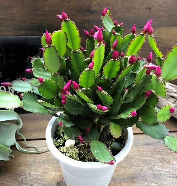 Amazon｜イースターカクタス カニバサボテン 多肉植物｜観葉植物
