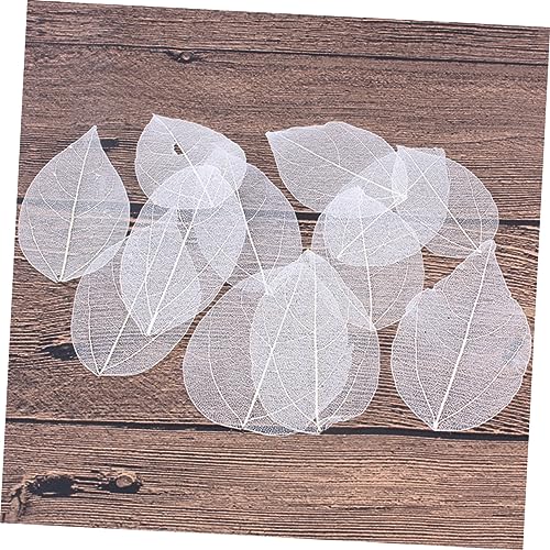 6 Pack de Hojas Secas Naturales para Manualidades miniatura 7