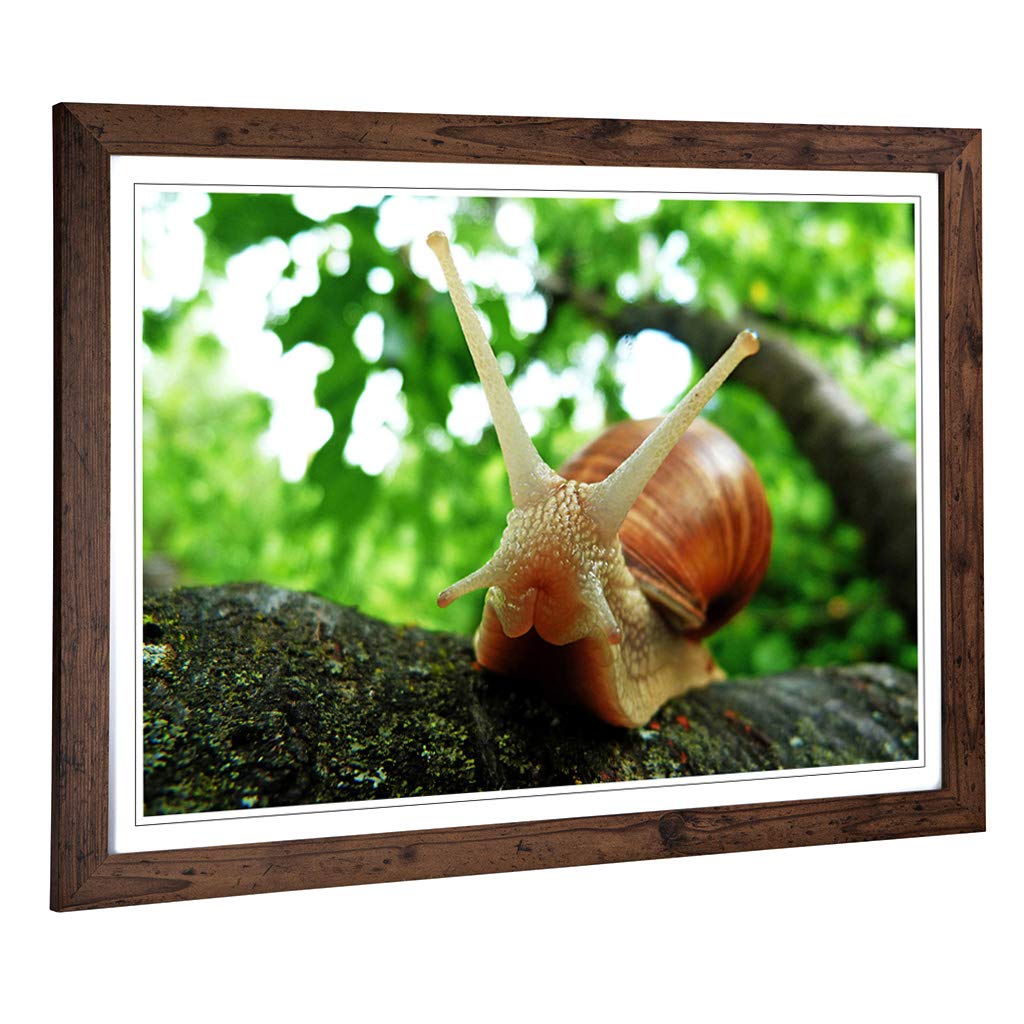 Big Box Art Framed Print of Snail Design | Wall Art Picture | Home Decor for Kitchen, Living, Dining Room, Lounge, Bedroom, Hallway, Office, Walnut, A2 / 24.5x18 Inch / 62x45cm