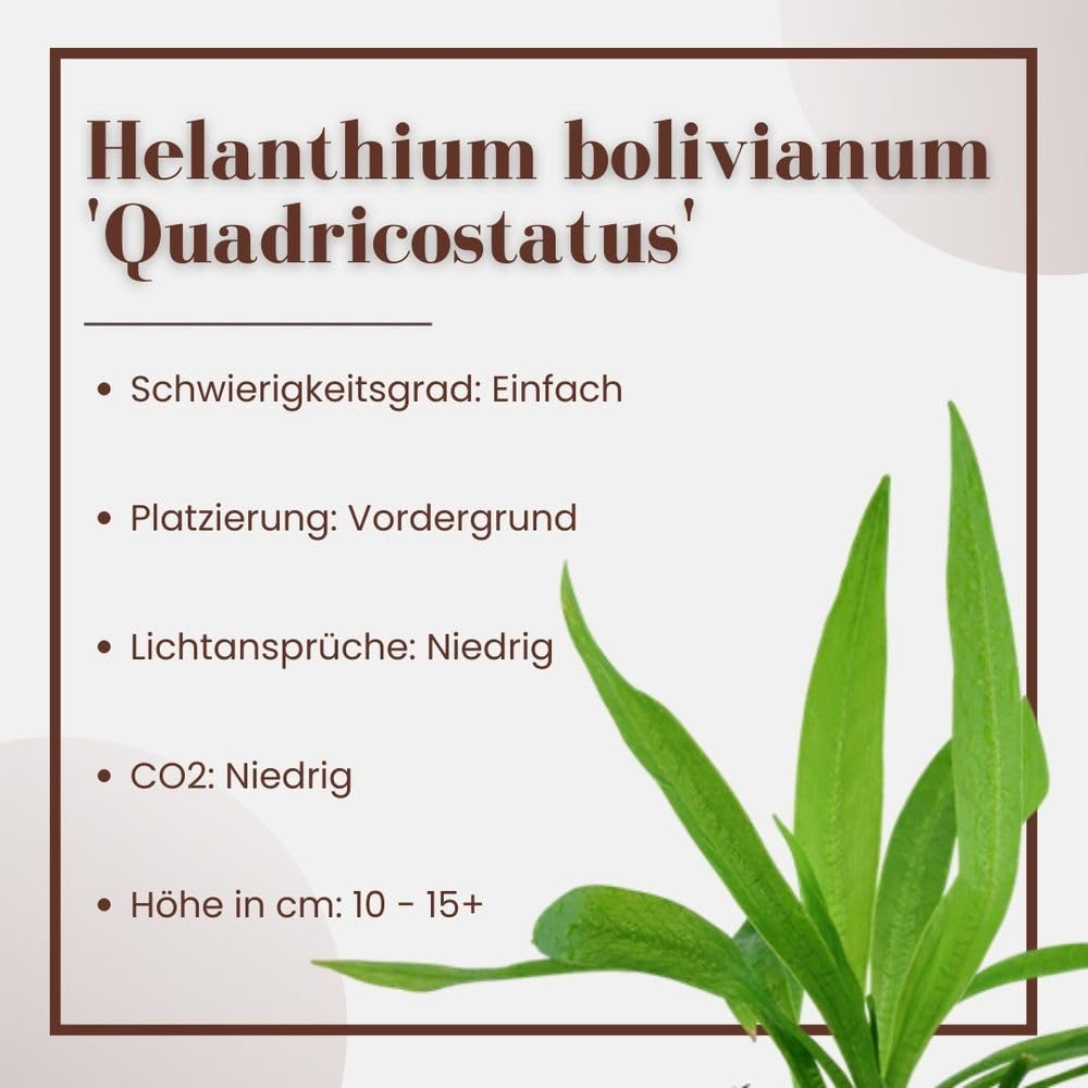 AquaOne Pianta d'Acquario Helanthium 'Quadricostatus' I Pianta Acquario Rosetta completamente radicata facile da pulire Aquascaping Decorazione