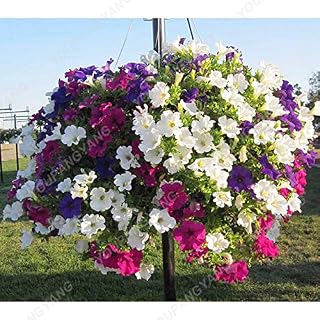 100 pc/Bag Hanging Petunia of The Mixed Color Seed Garden of The Petunia House Seeds Beautiful Flower Flower Bonsai Plants Decorate Your Light House: Only Seeds