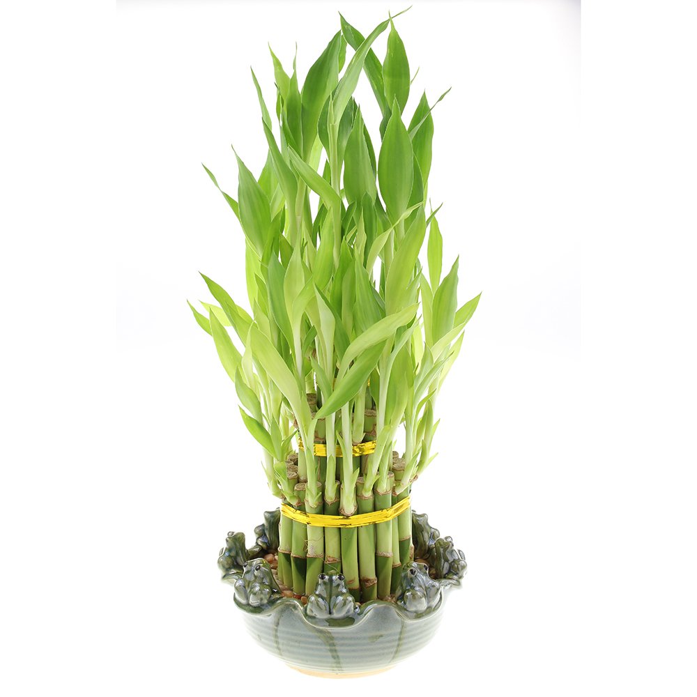Buy Live Lucky Bamboo 3 Tier Tower with Green Ceramic Frogs Pot 4, 6