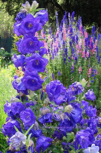 NOUVELLES GRAINES DE CAMPANULE BLEUE À DOUBLE CLOCHE CANTERBURY VIVACES Paquet de 100 graines