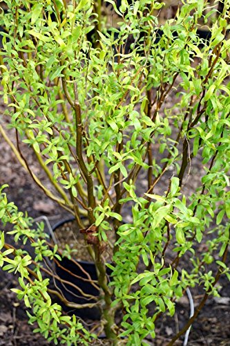 Weide Korkenzieherweide Salix matsudana Tortuosa Containerware 60-100 cm