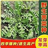 中国野菜の種 四季播野 ?菜 200粒前後 なずな 薺菜