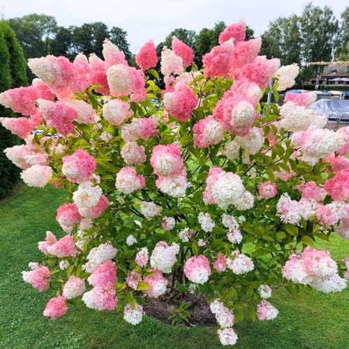 2 Pink White Hydrangea Plants Live, Landscape Flower Shrub, 6-12 Inch Tall