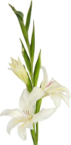 Miniatura 1 de Easy to Grow Hardy Gladiolus 'Albus' - Bulbos de plantas (paquete de 10)  Floración blanca en jardines de finales de primavera a verano