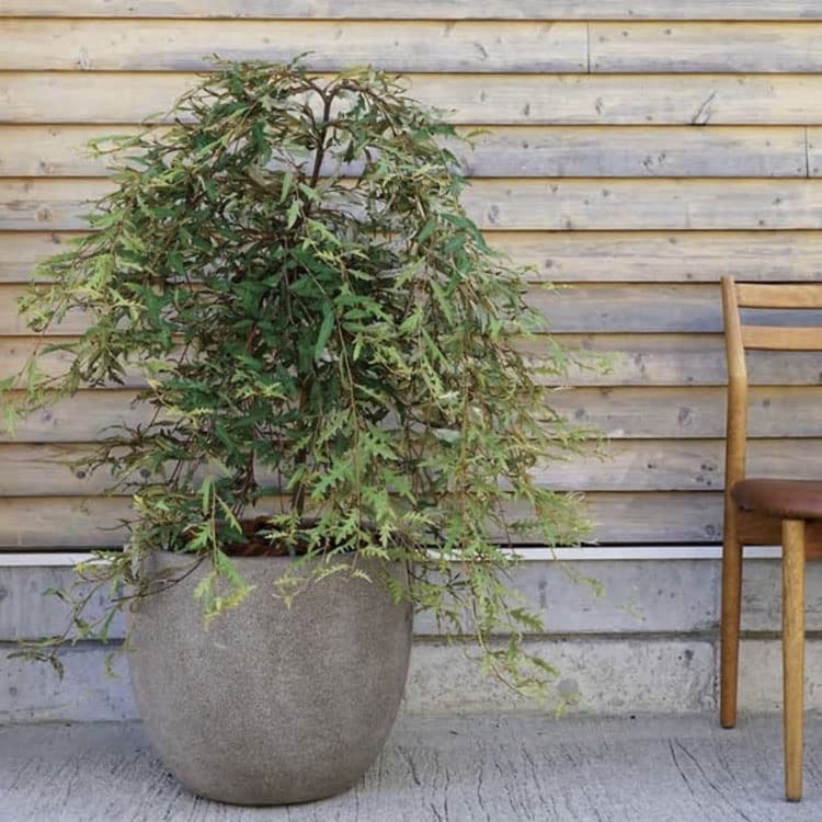 Amazon | 植木鉢 大型 軽量 グラナイト エッグ グレー（灰）/ φ36cm