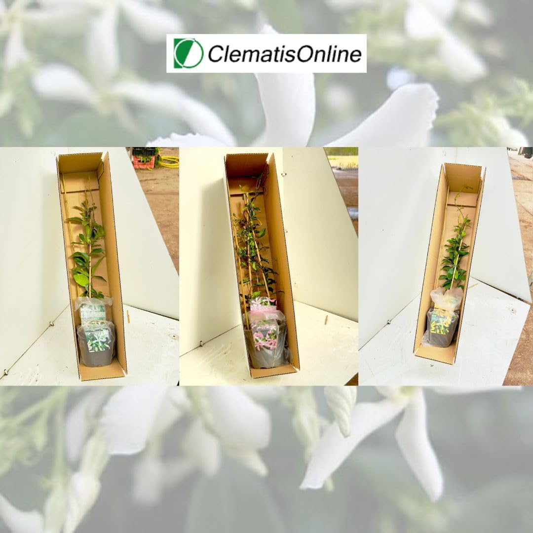 Jasmin étoilé (lot de 3) rose, jaune et blanc - Toscan - Plante grimpante rustique - 3 pots de 1,5 L - Peut former une haie jusqu'à 400 cm de haut et 100 cm de large