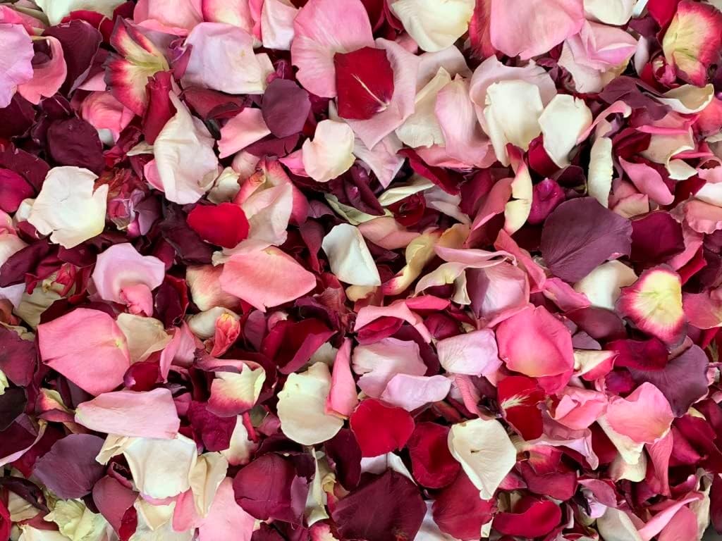 Freeze Dried Rose Petals for Pathways, Bridal Toss, and Wedding Aisles, 60 cups, Use within 1 month (Ivory)