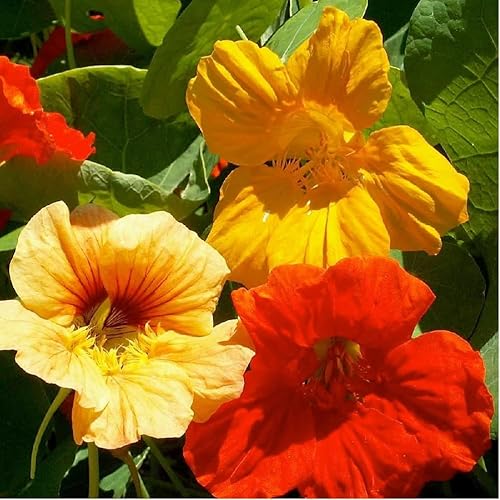 Miniatura 3 de 100 semillas de capuchina alta por paquete, hermosas flores brillantes y coloridas