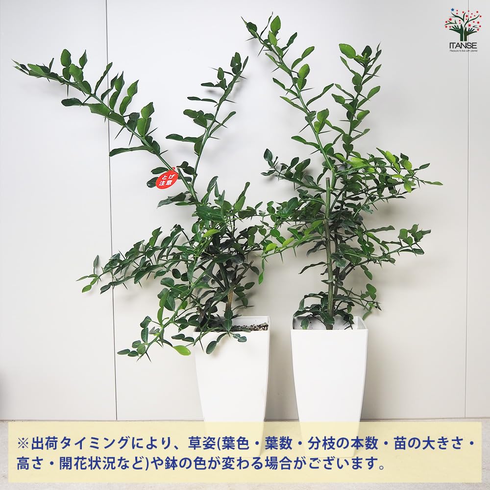 Amazon.co.jp: ITANSE コブミカン 角鉢7号 1個売り 品種で選べる Amazon.co.jp: ITANSE コブミカン 角鉢7号 1個売り 品種で選べる