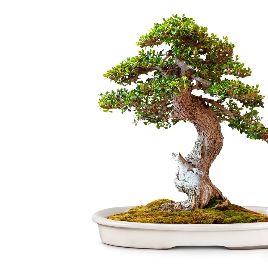 CERTRE - Vaso Bonsai Ovale in Gres, Modello Pisa, Made in Italy, Colore Panna (Smaltato)| Misure esterne 39x24,7x3,7 cm